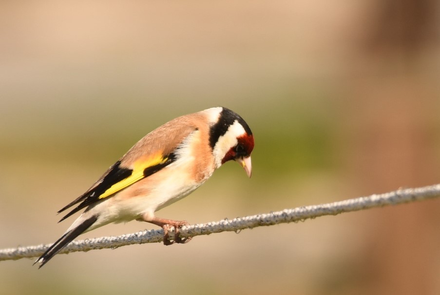 European Goldfinch - Sunanda Vinayachandran