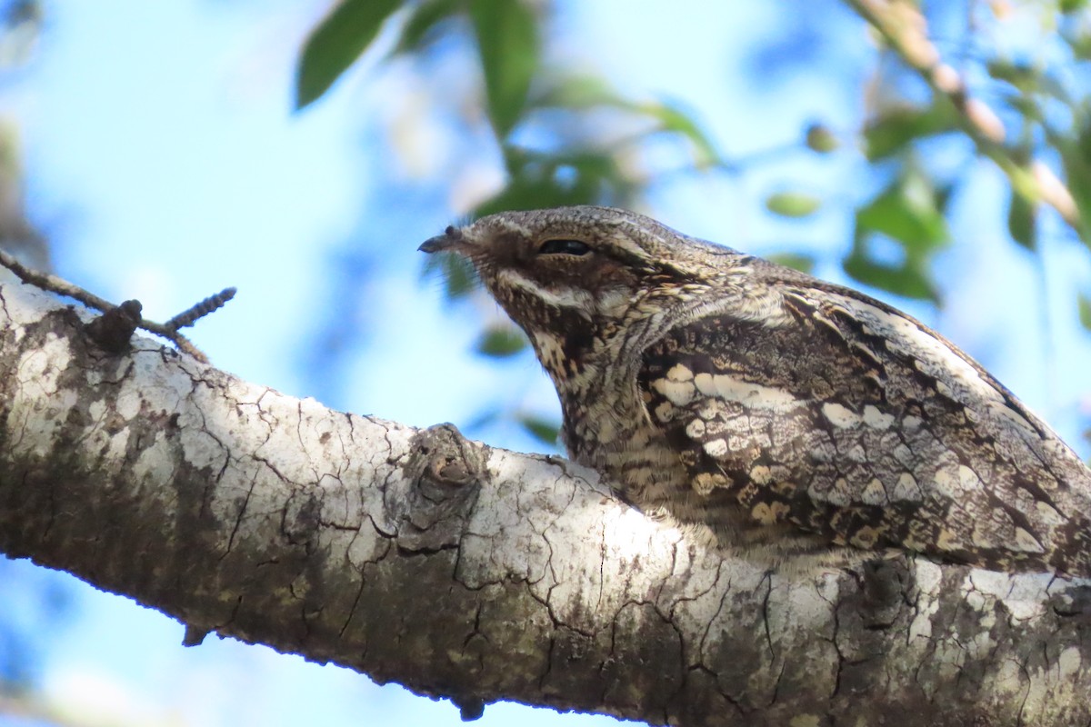 Eurasian Nightjar - Gidon Leigh