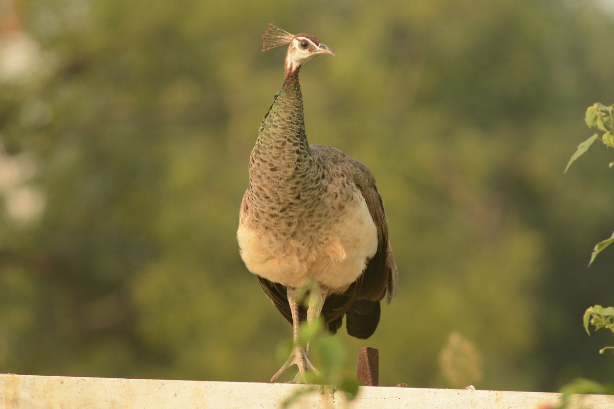 Indian Peafowl - Virag Vyas