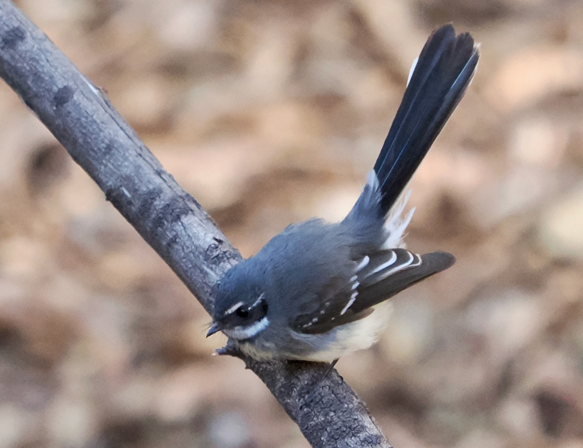 Gray Fantail (preissi) - ML619168682