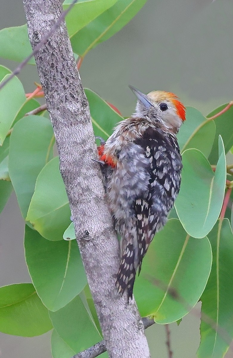 Yellow-crowned Woodpecker - Shashidhar Joshi