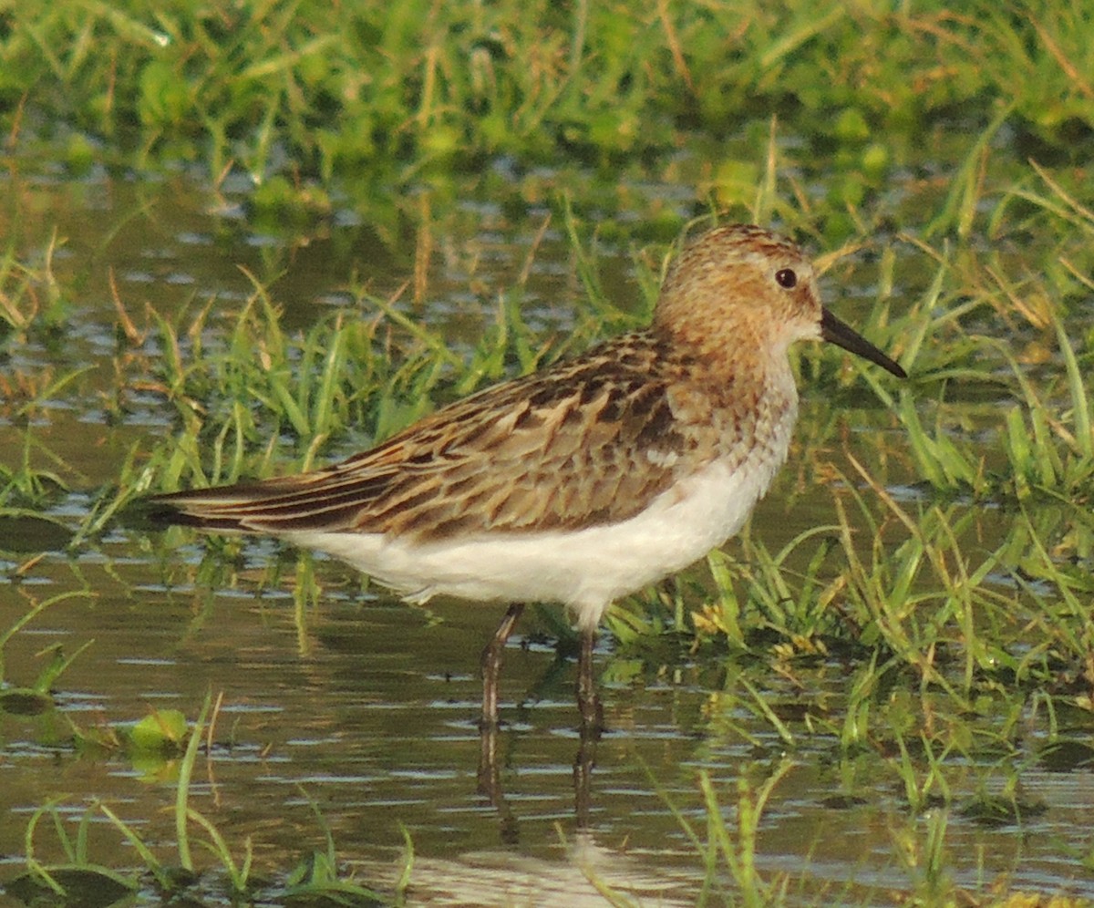 Little Stint - ML619168707