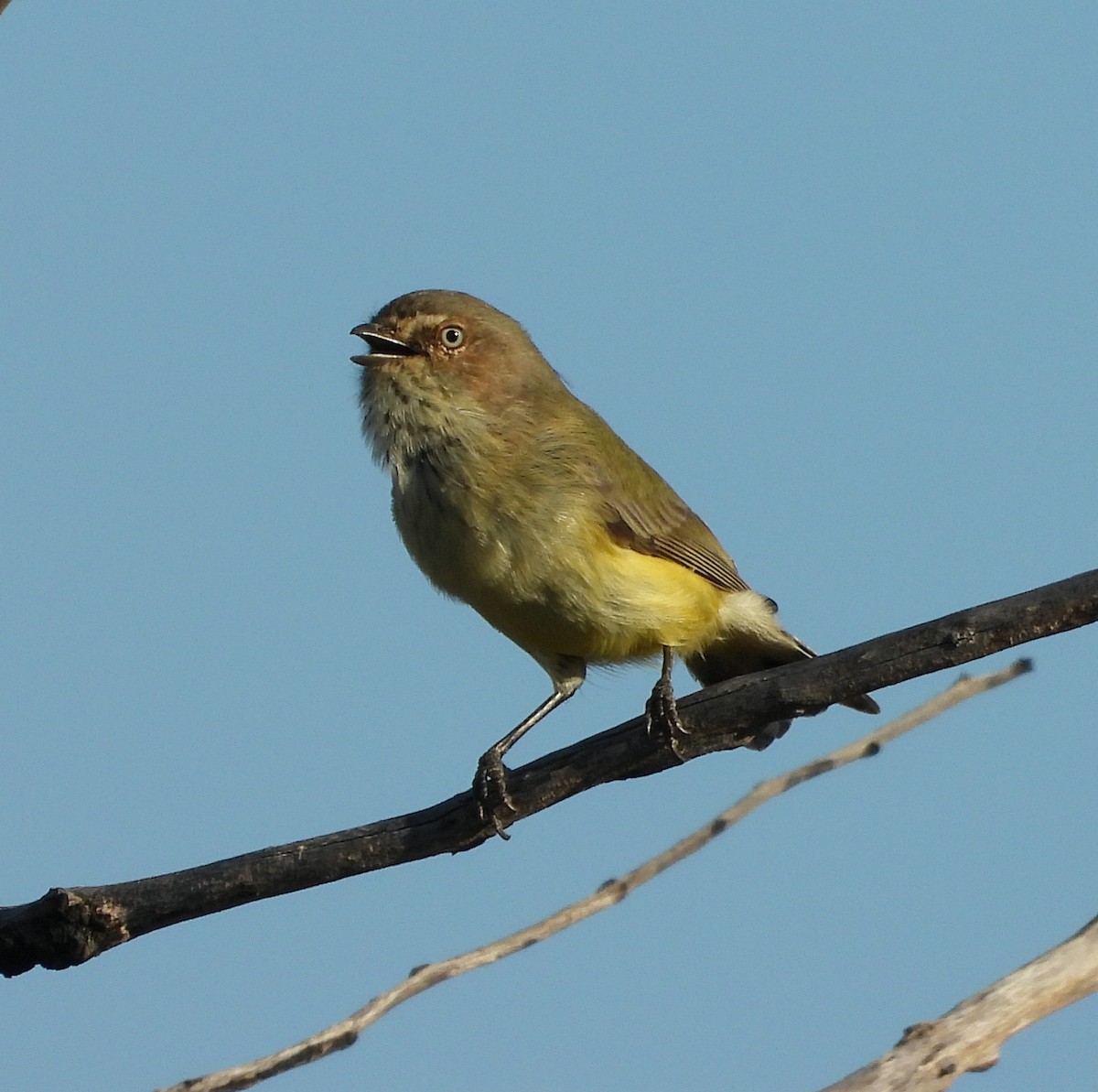 Weebill - Rodney van den Brink