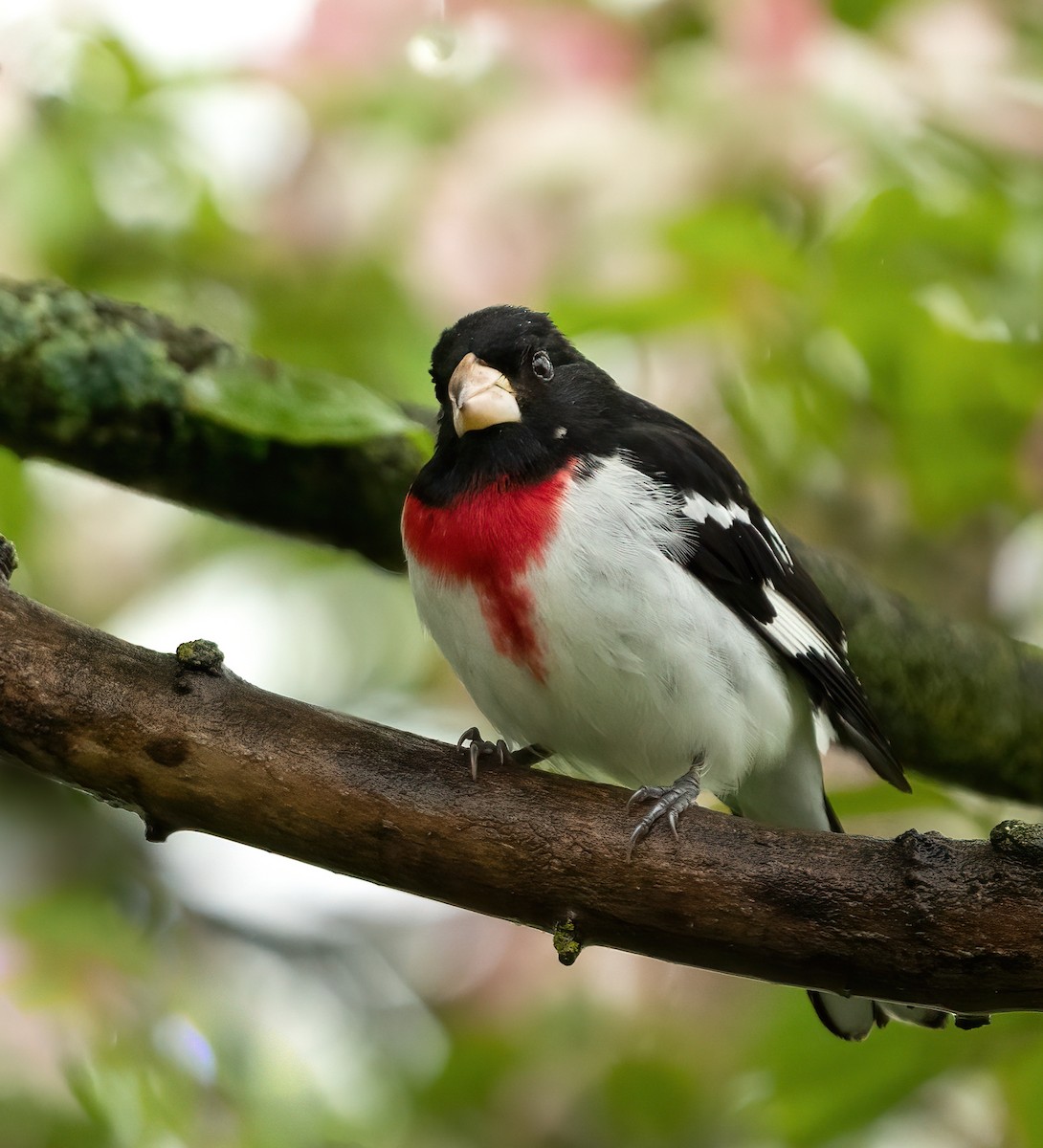 Rose-breasted Grosbeak - ML619168740