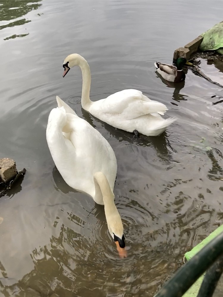 Cygne tuberculé - ML619168750