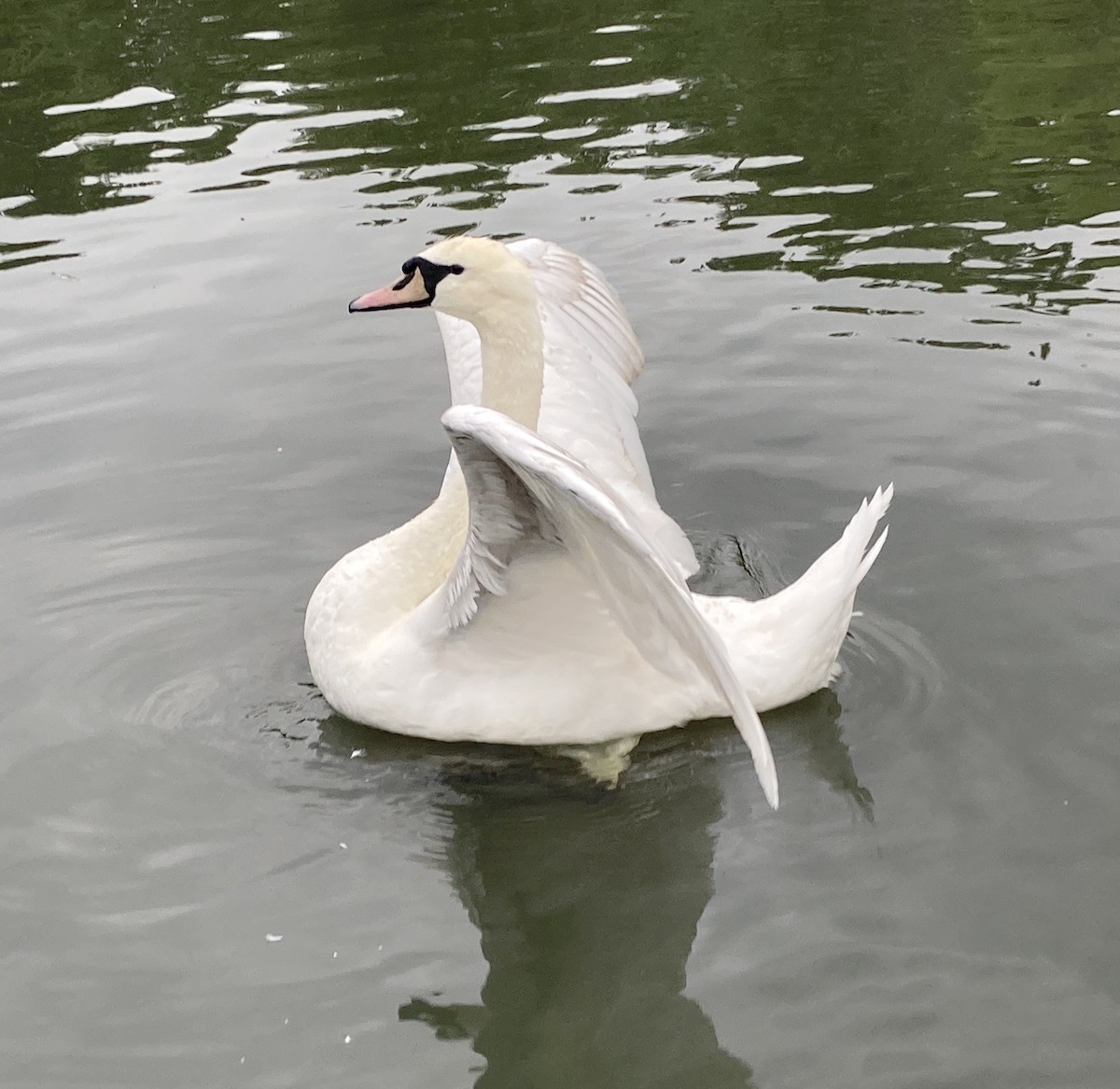 Cygne tuberculé - ML619168754