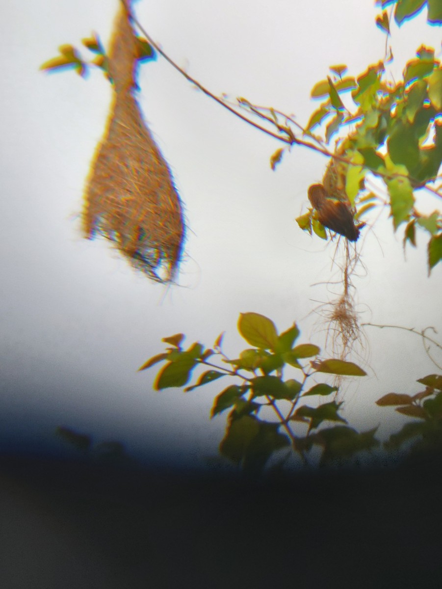 Streaked Weaver - Ashwin A