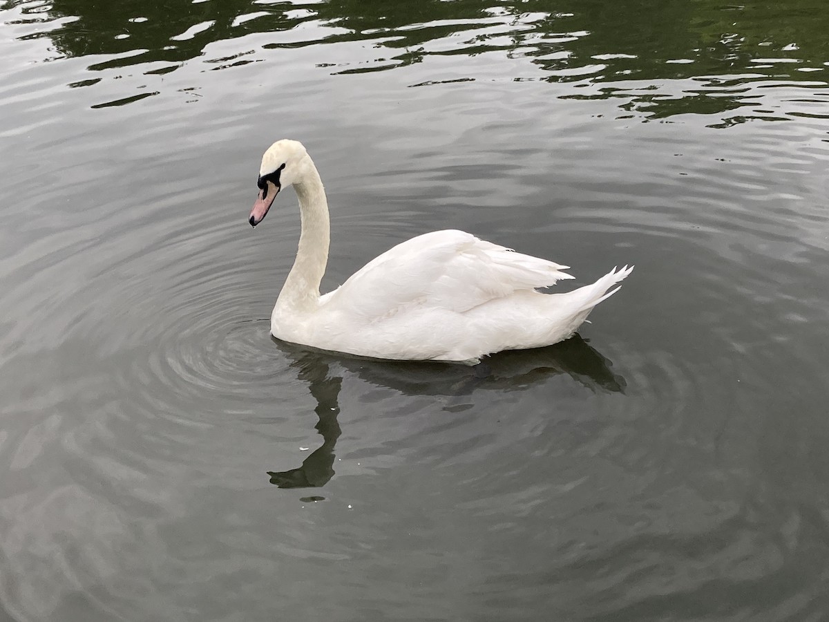 Mute Swan - Gabriel Jamie