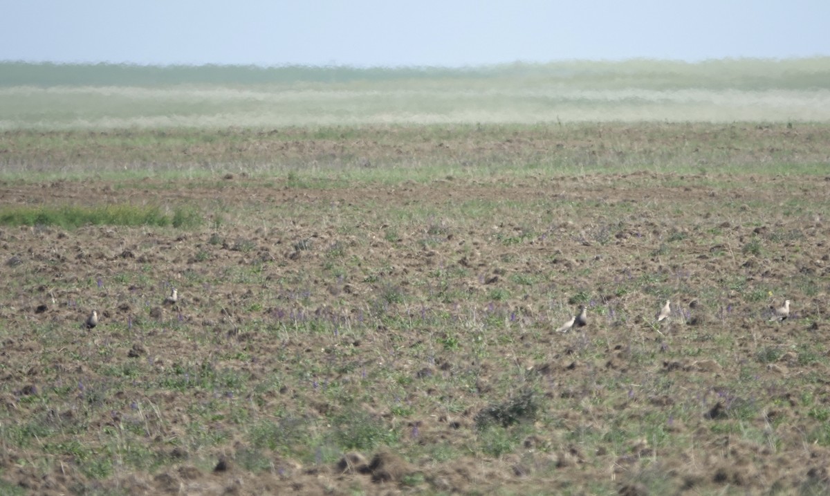 Sociable Lapwing - Martin Kennewell