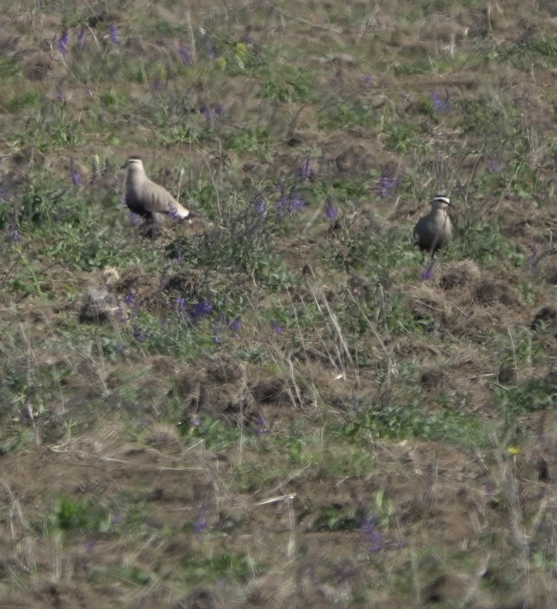 Sociable Lapwing - Martin Kennewell