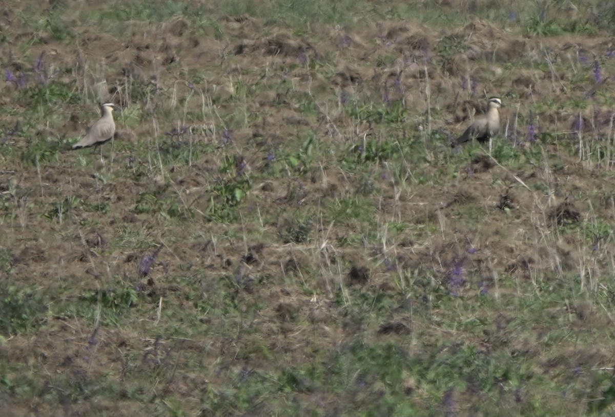 Sociable Lapwing - Martin Kennewell