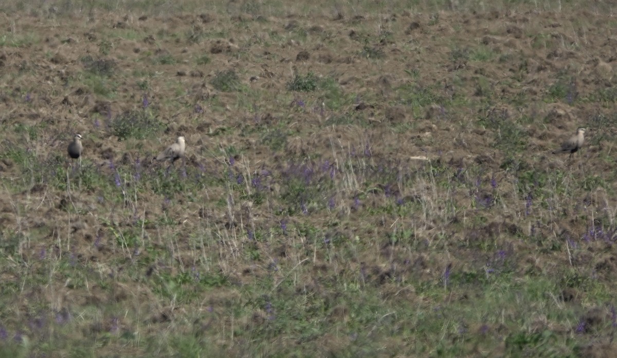 Sociable Lapwing - Martin Kennewell