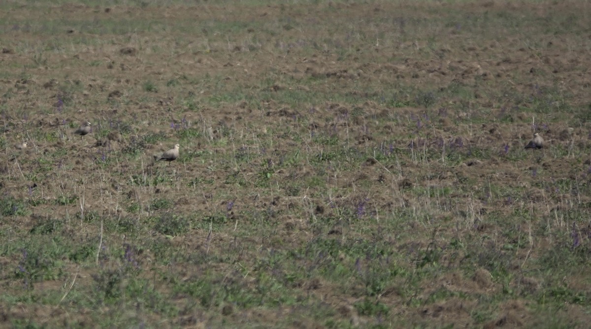 Sociable Lapwing - Martin Kennewell