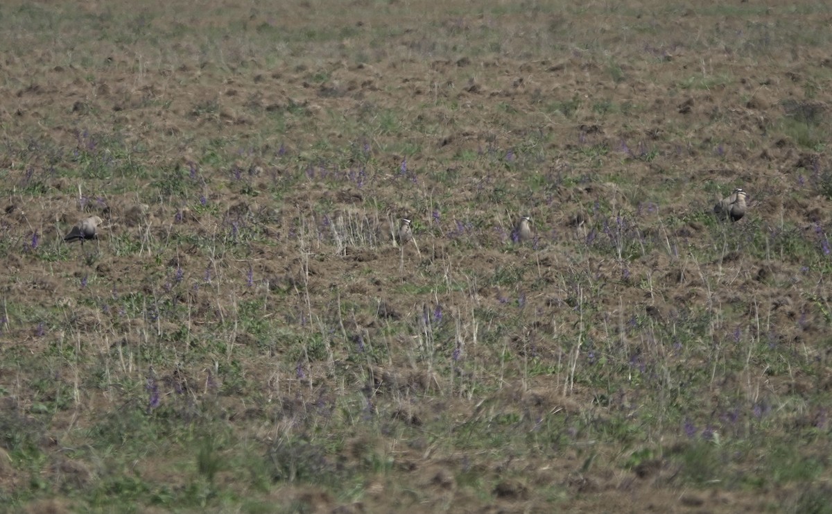 Sociable Lapwing - Martin Kennewell