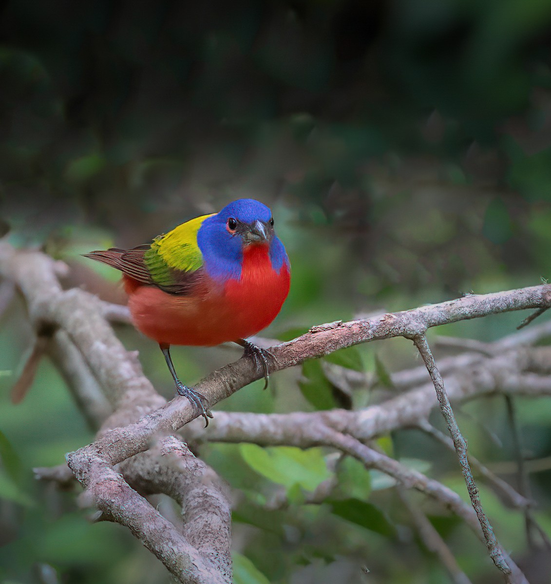 Painted Bunting - ML619168810
