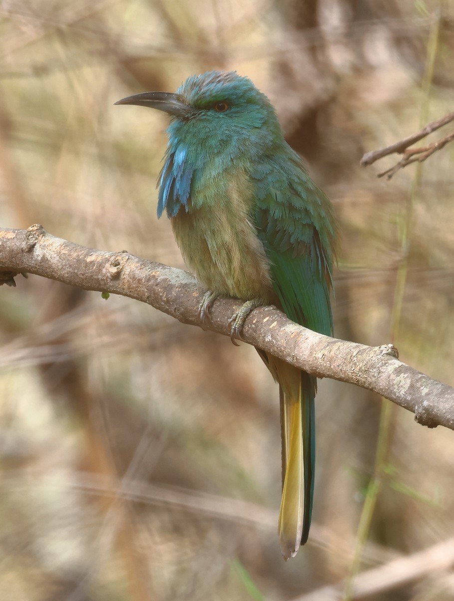 Blue-bearded Bee-eater - Shashidhar Joshi