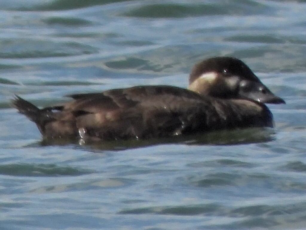 Surf Scoter - ML619168816