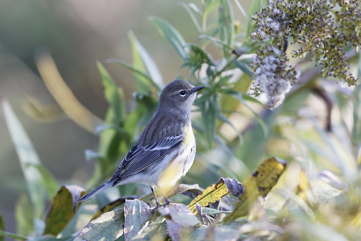 Yellow-rumped Warbler - Se Chea