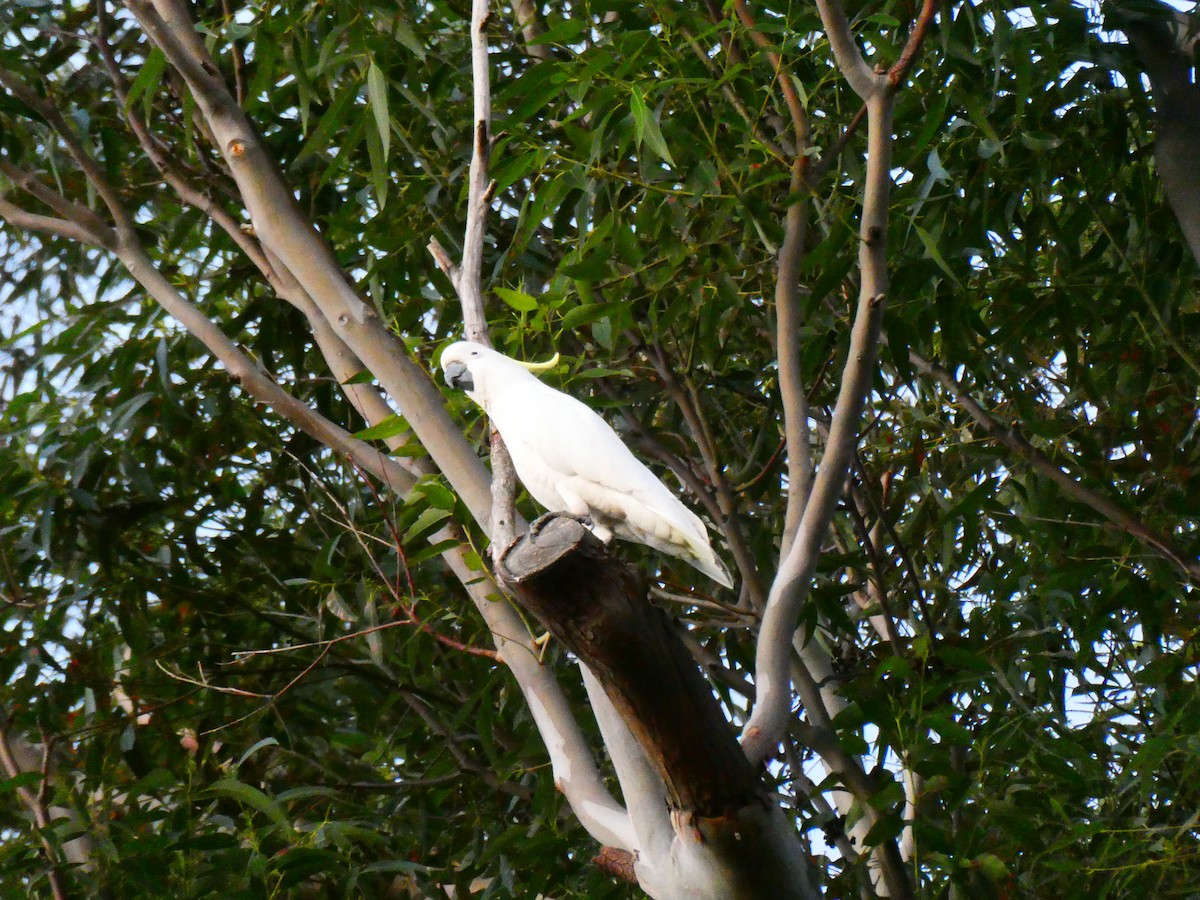 Sulphur-crested Cockatoo - Lev Ramchen