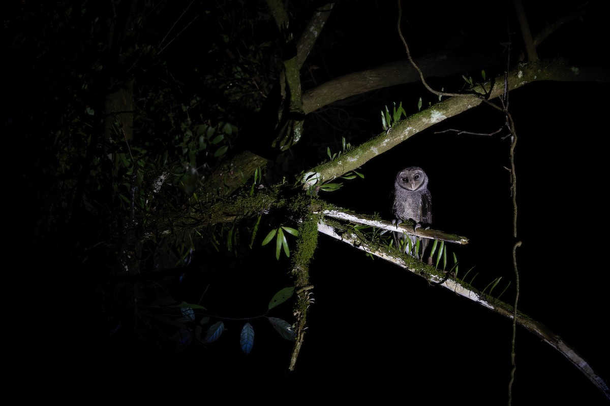 Sooty Owl (Greater) - Julian Teh