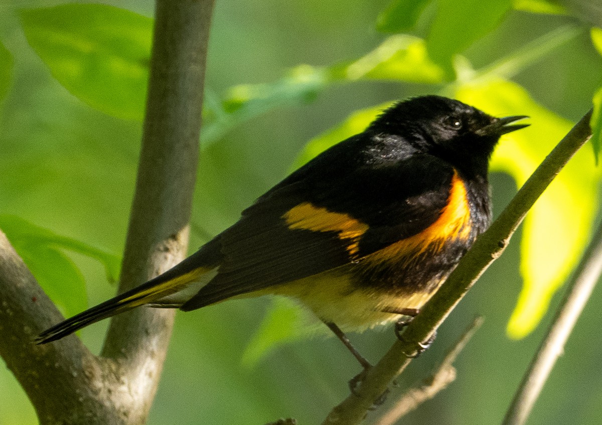 American Redstart - Sam Zuckerman