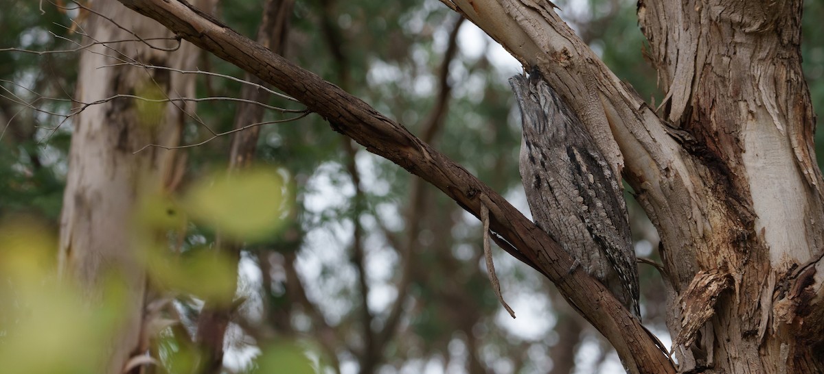 Tawny Frogmouth - Ben Milbourne