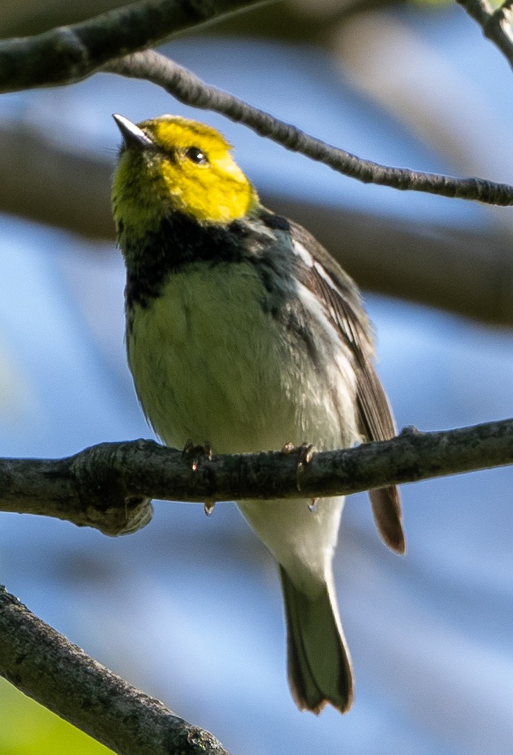 Black-throated Green Warbler - Sam Zuckerman