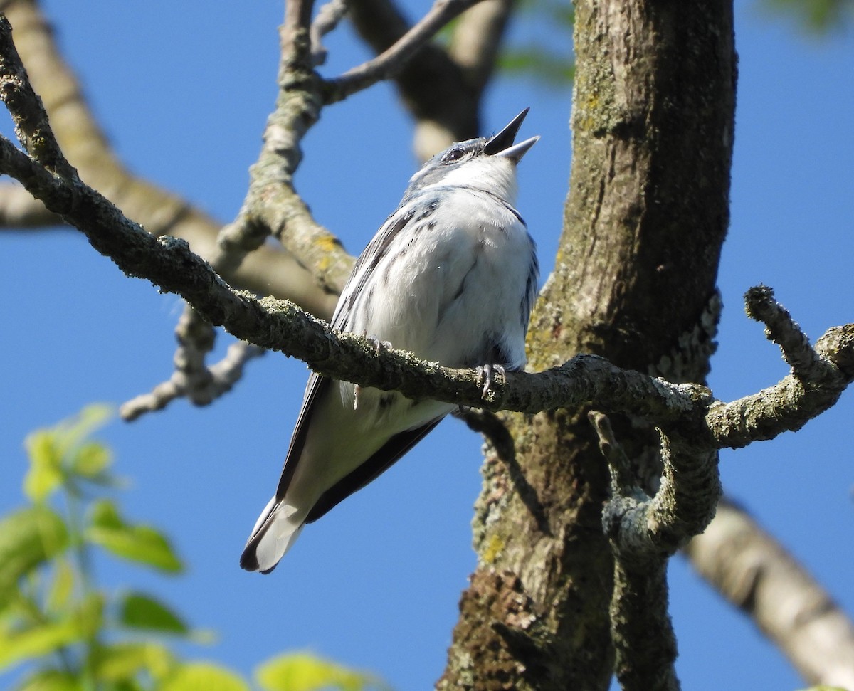 Cerulean Warbler - Amy Lyyski