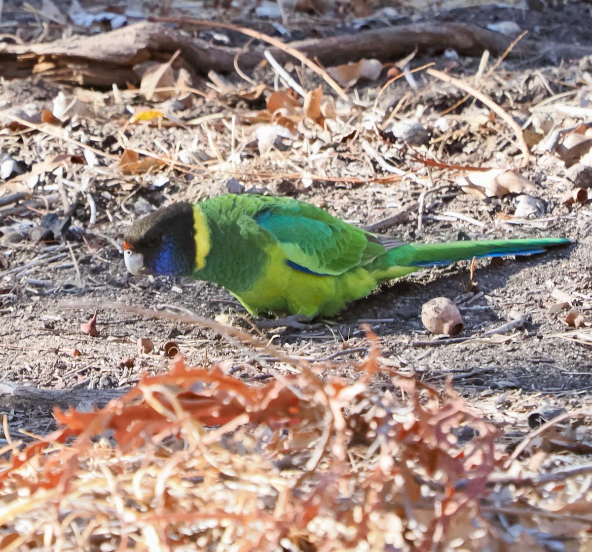 Воротничковый попугай (semitorquatus) - ML619168948