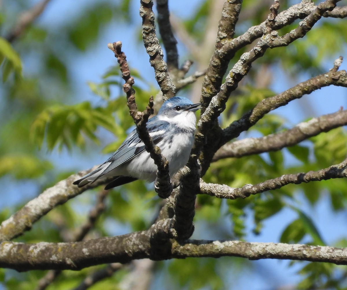 Cerulean Warbler - Amy Lyyski