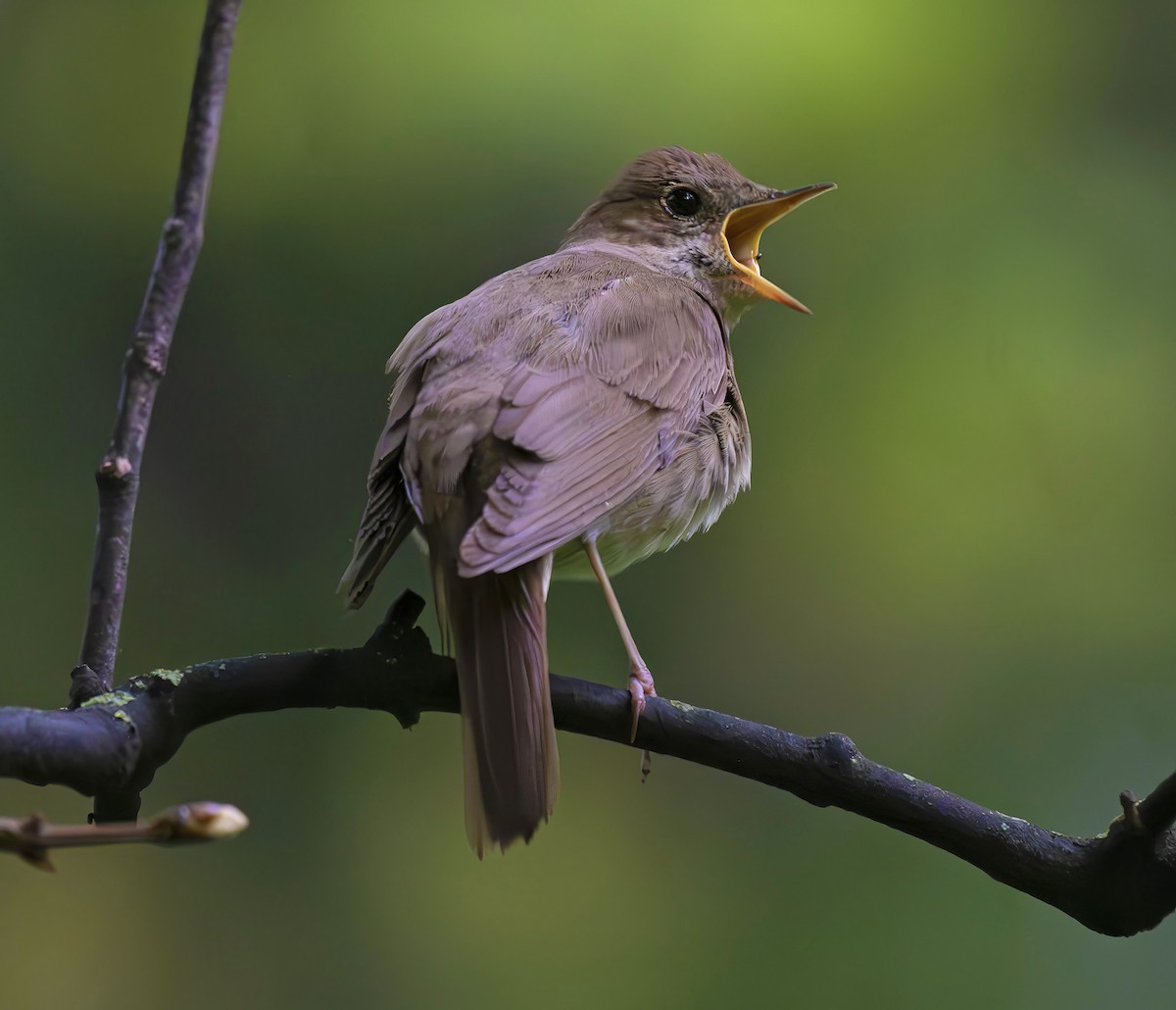 Thrush Nightingale - ML619168985