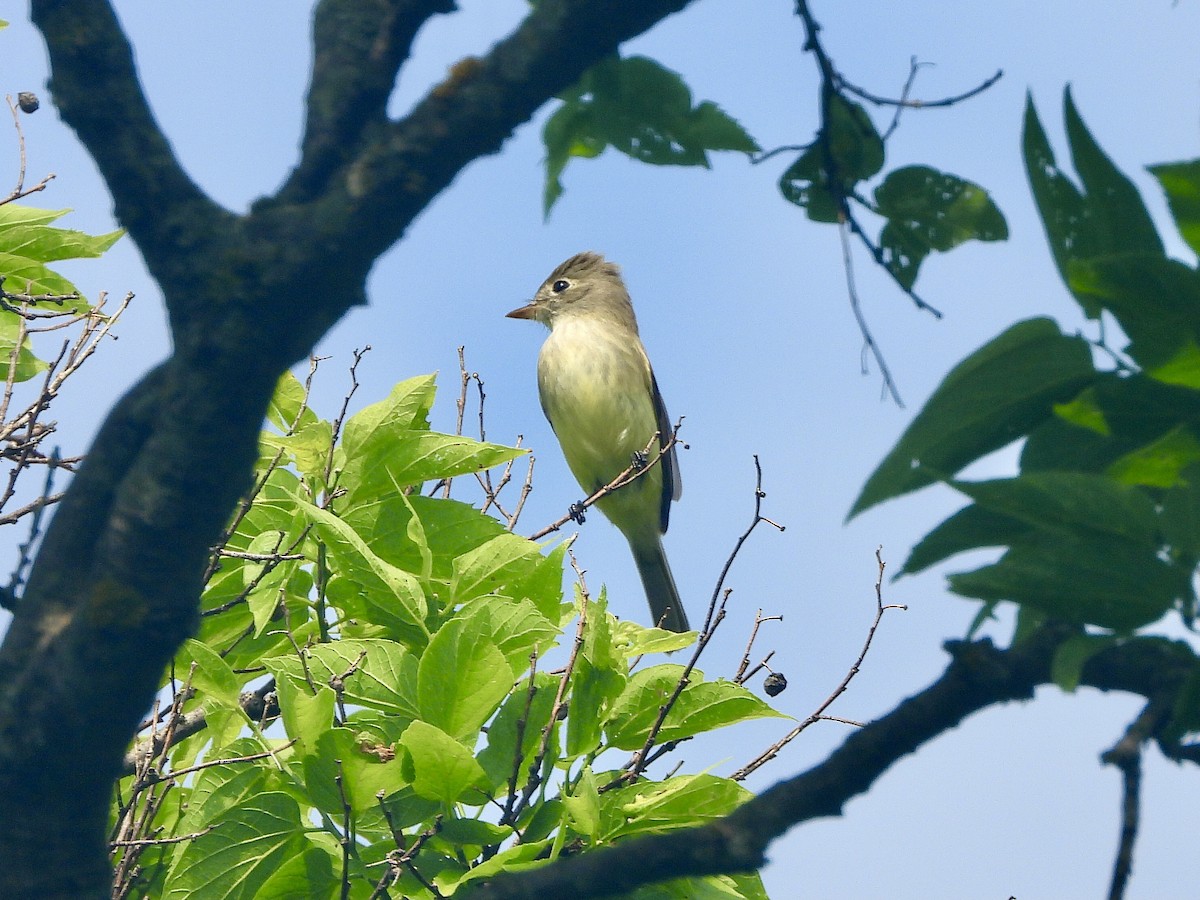 Yellow-bellied Flycatcher - AiLeng Chan