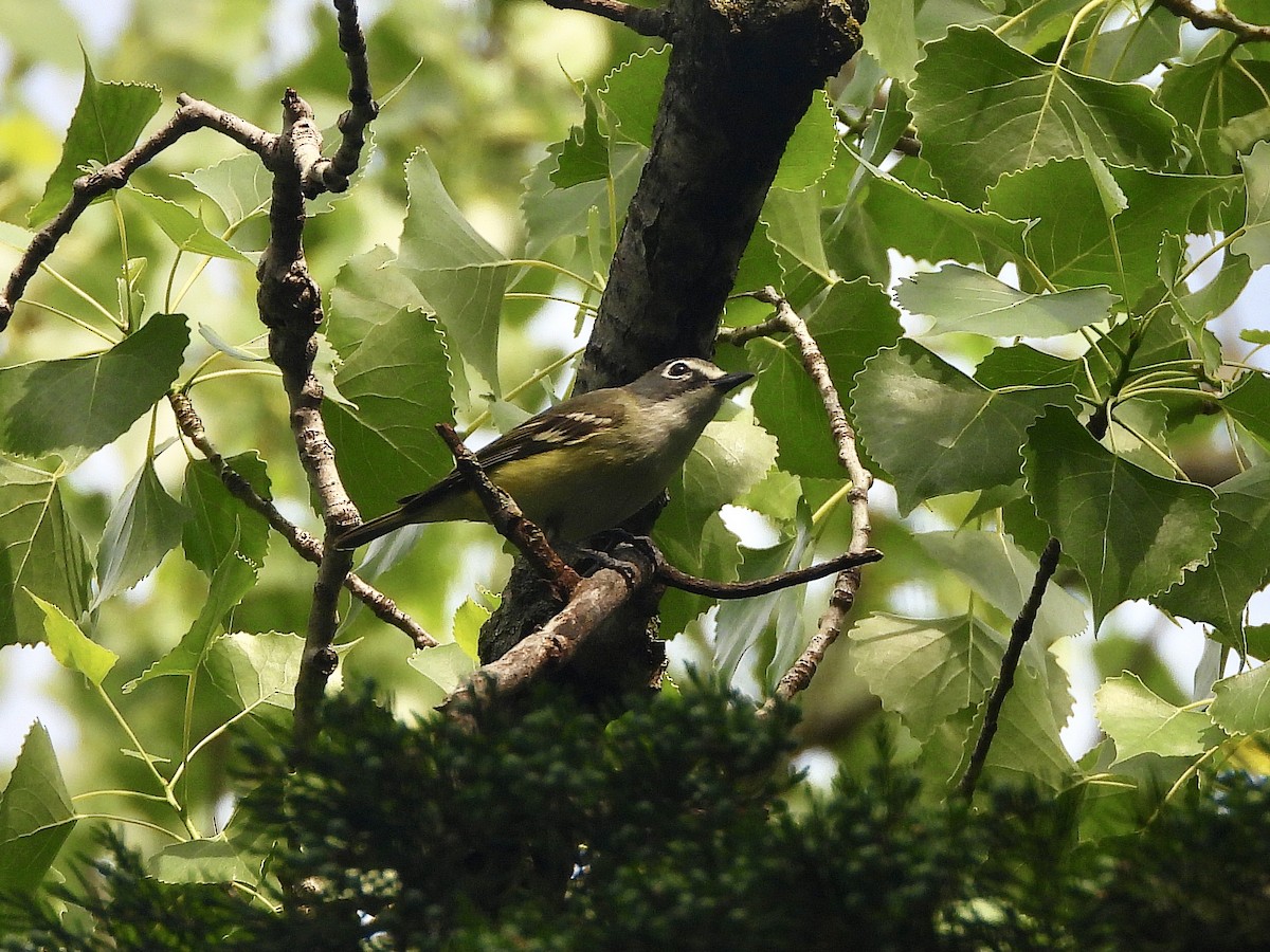 Blue-headed Vireo - AiLeng Chan