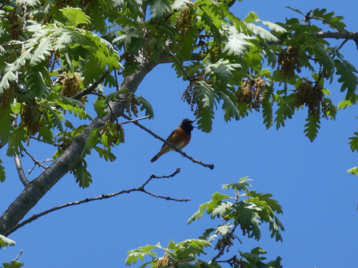 Common Redstart - Luis  Martinez-Mena García