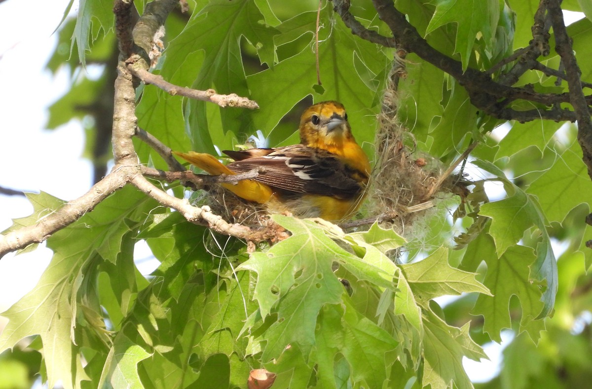 Baltimore Oriole - Amy Lyyski