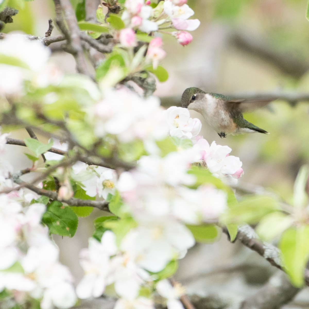 Ruby-throated Hummingbird - ML619169018