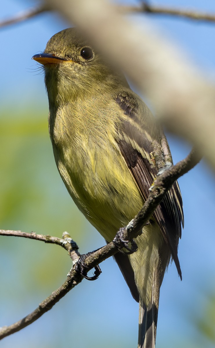 Yellow-bellied Flycatcher - Sam Zuckerman