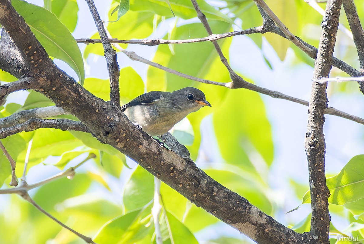 Fire-breasted Flowerpecker - Mridul Anand