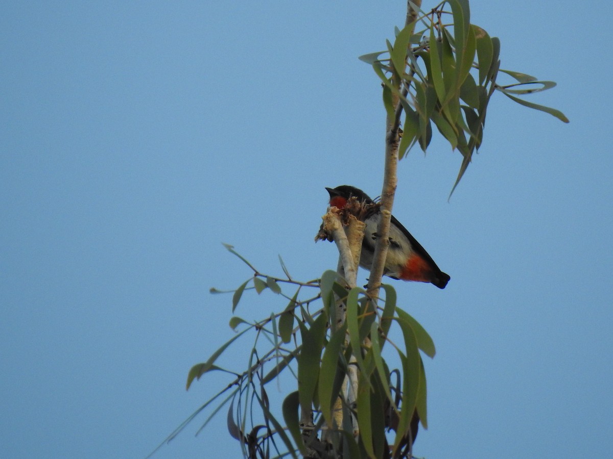 Mistletoebird - Monica Mesch