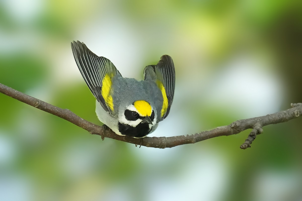 Golden-winged Warbler - Alan Lenk