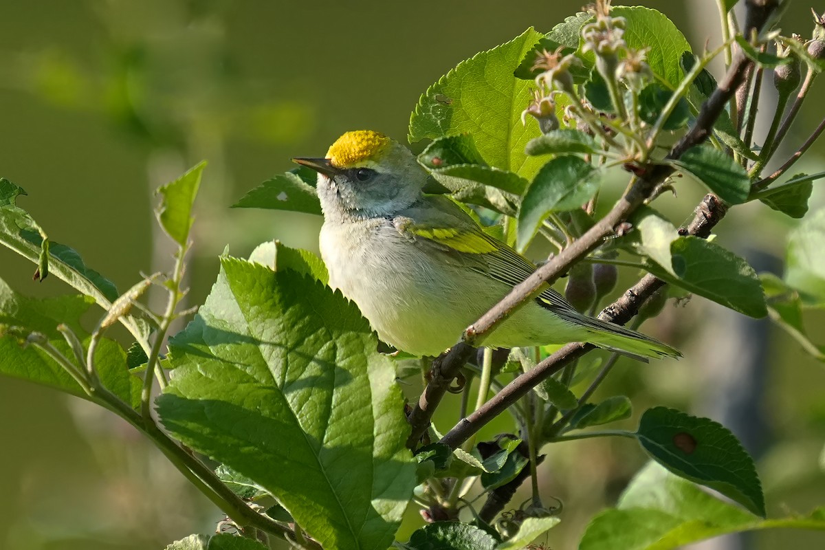 Goldflügel-Waldsänger - ML619169103