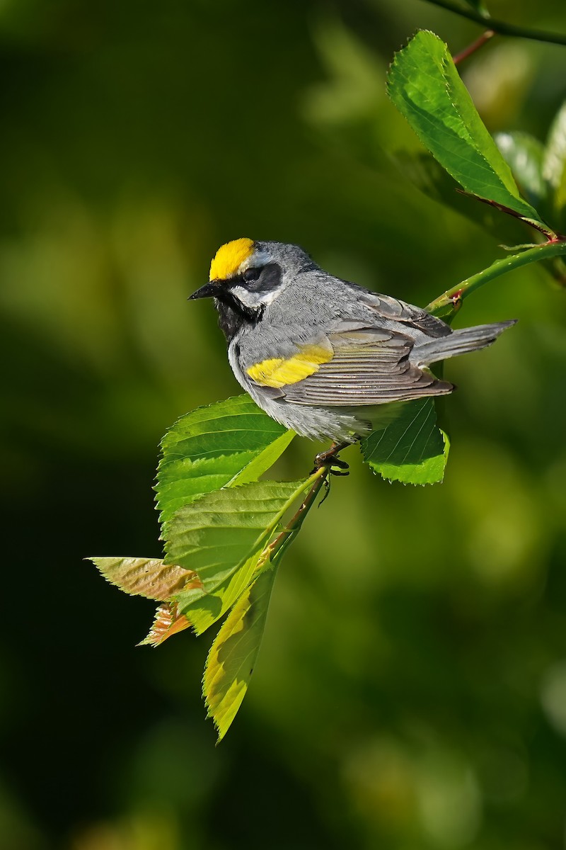 Golden-winged Warbler - Alan Lenk