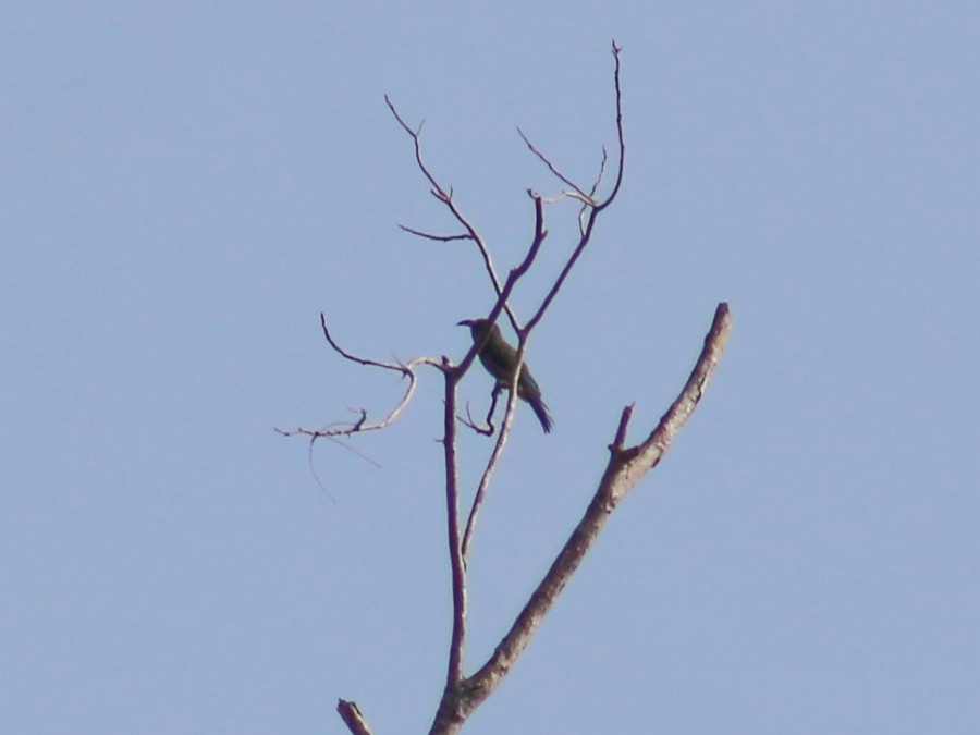 Blue-bearded Bee-eater - Gerard Chartier