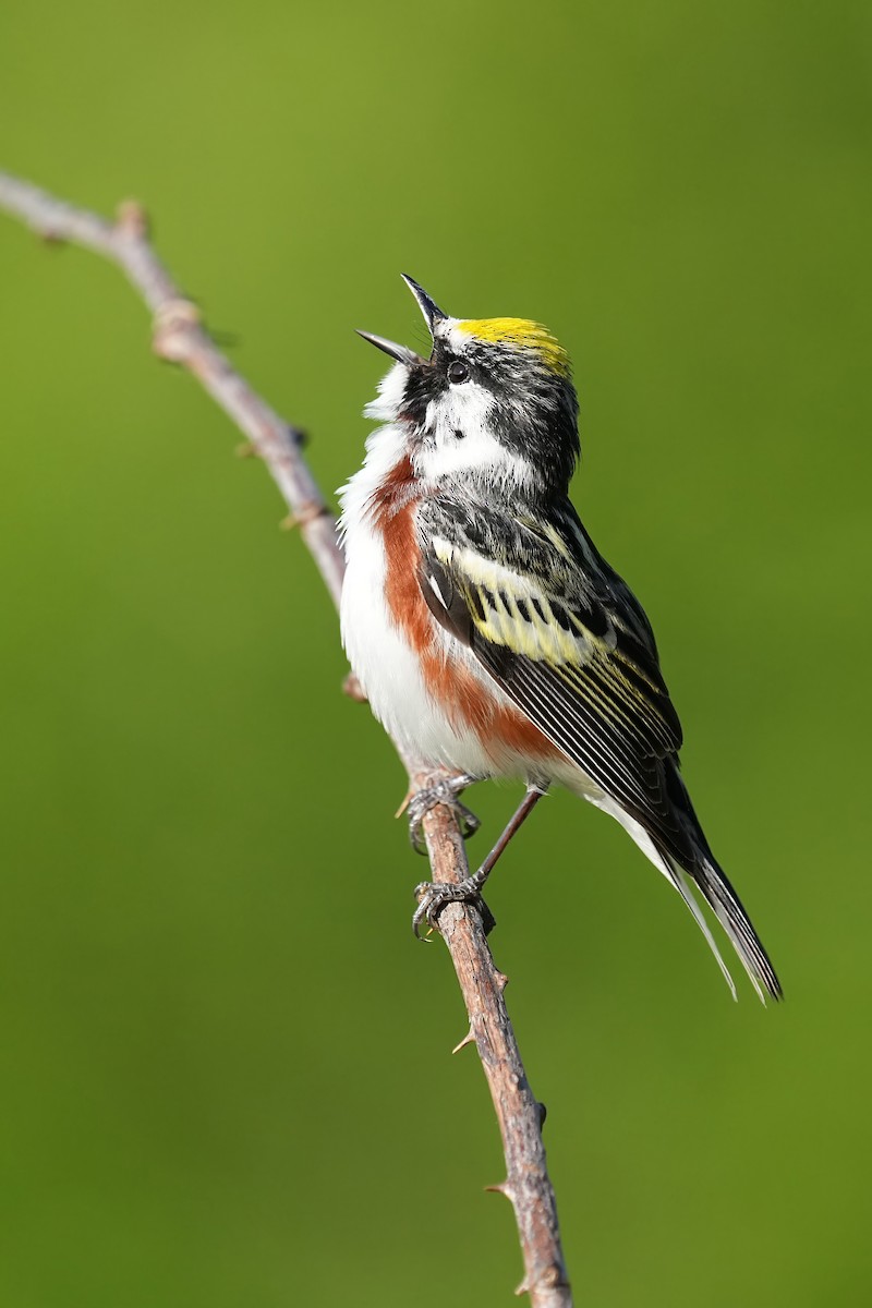 Chestnut-sided Warbler - Alan Lenk