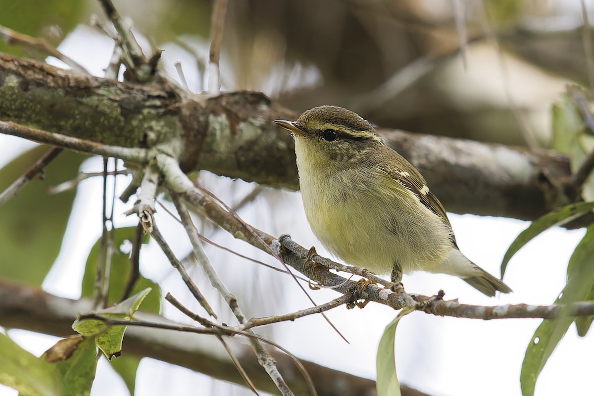 Yellow-browed Warbler - Se Chea