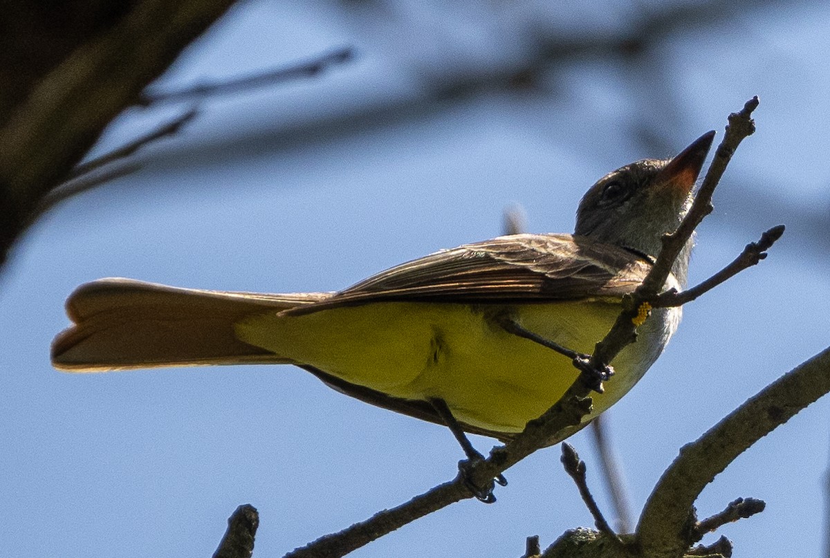Great Crested Flycatcher - ML619169128