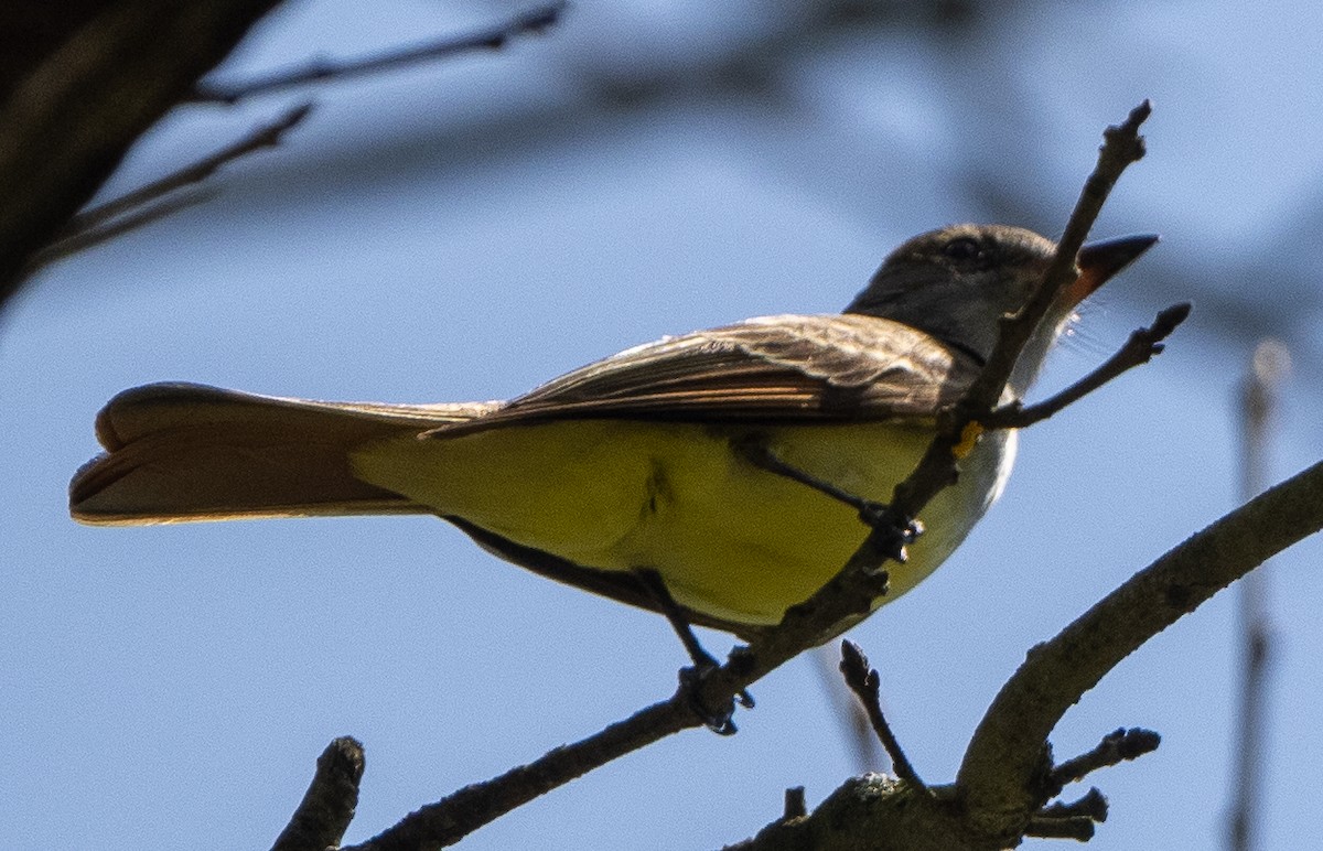 Great Crested Flycatcher - ML619169131