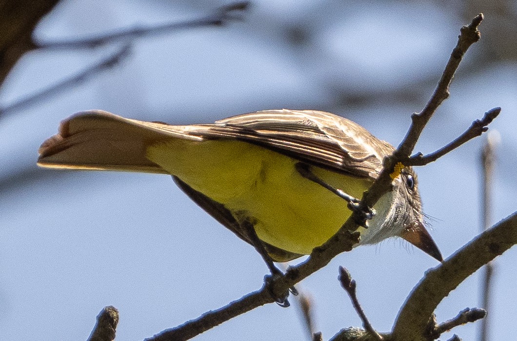 Great Crested Flycatcher - ML619169137