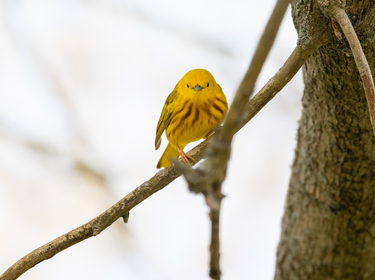 Yellow Warbler - Laurence Green