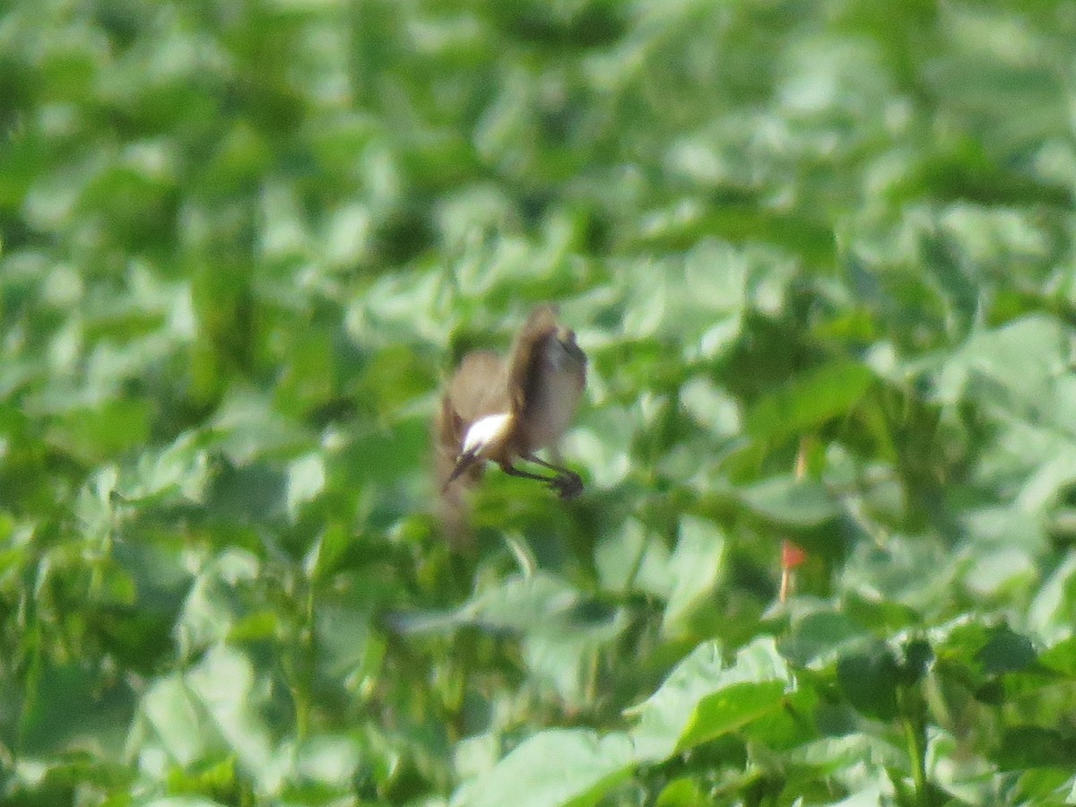 Northern Wheatear - Daniel Melamed